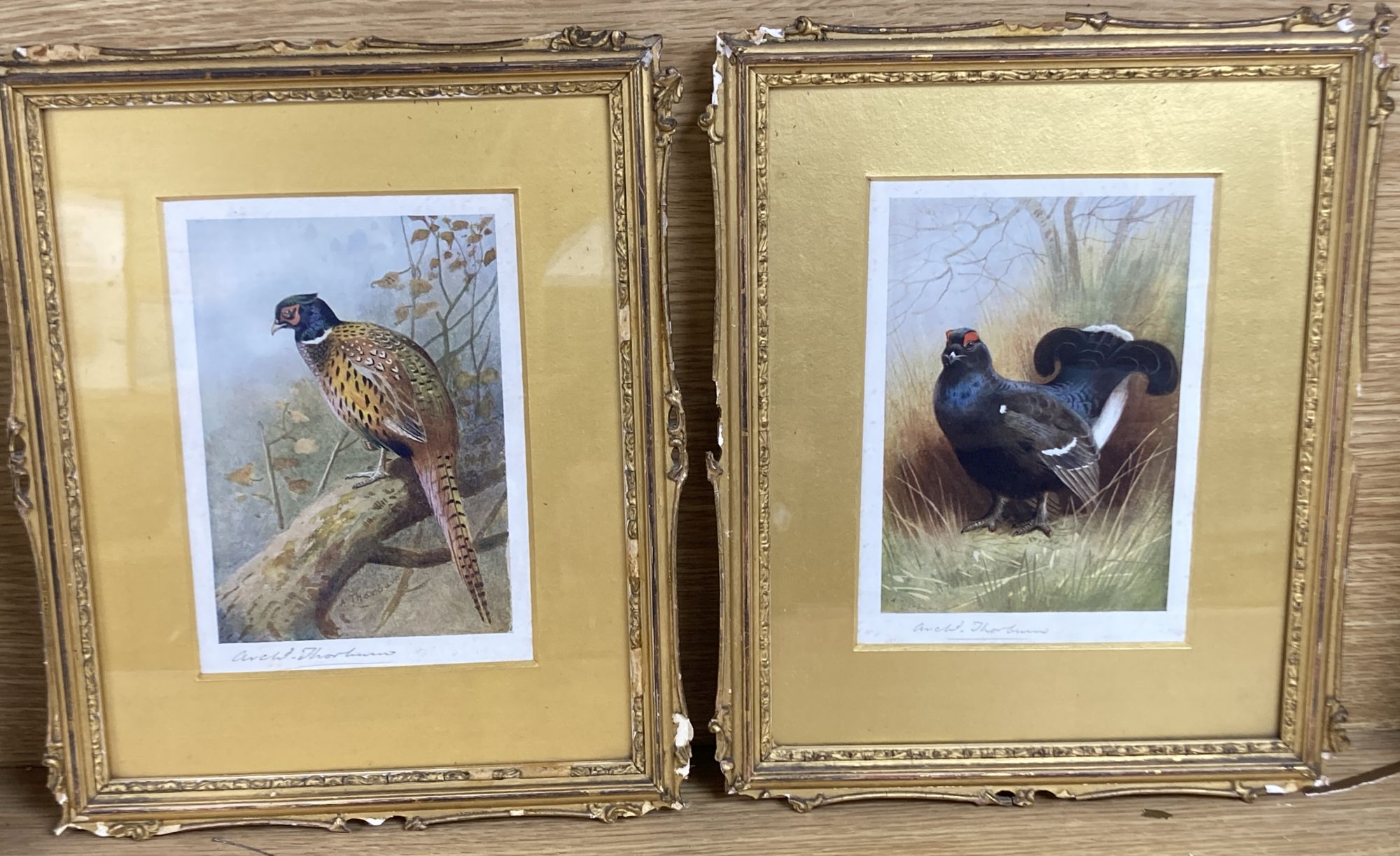 Archibald Thorburn, pair of signed colour prints, Pheasant and Grouse, 18 x 13cm